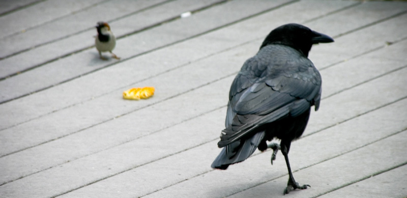 Fowl Intimidation